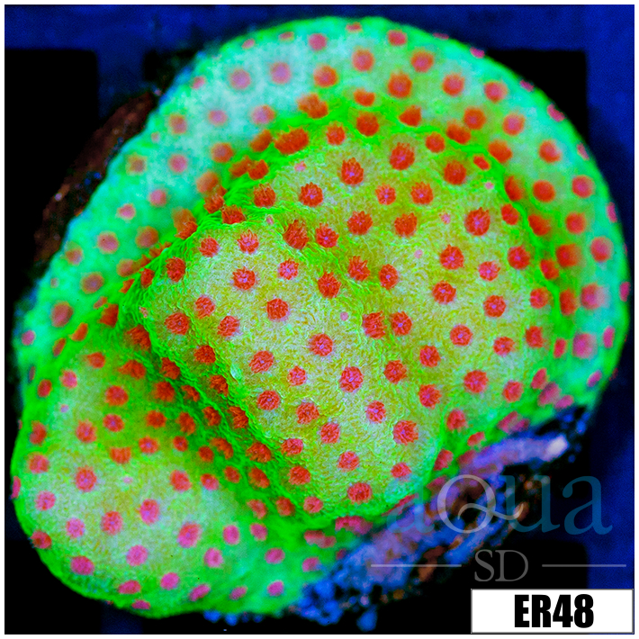 Strawberry Fields Montipora