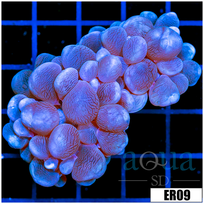 Aussie Bubble Coral
