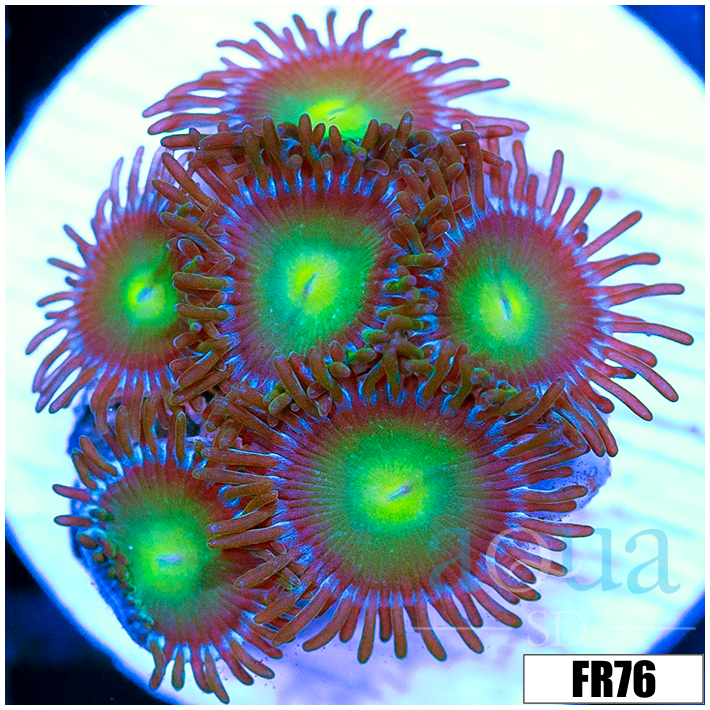 Dragon Eyes Zoanthids