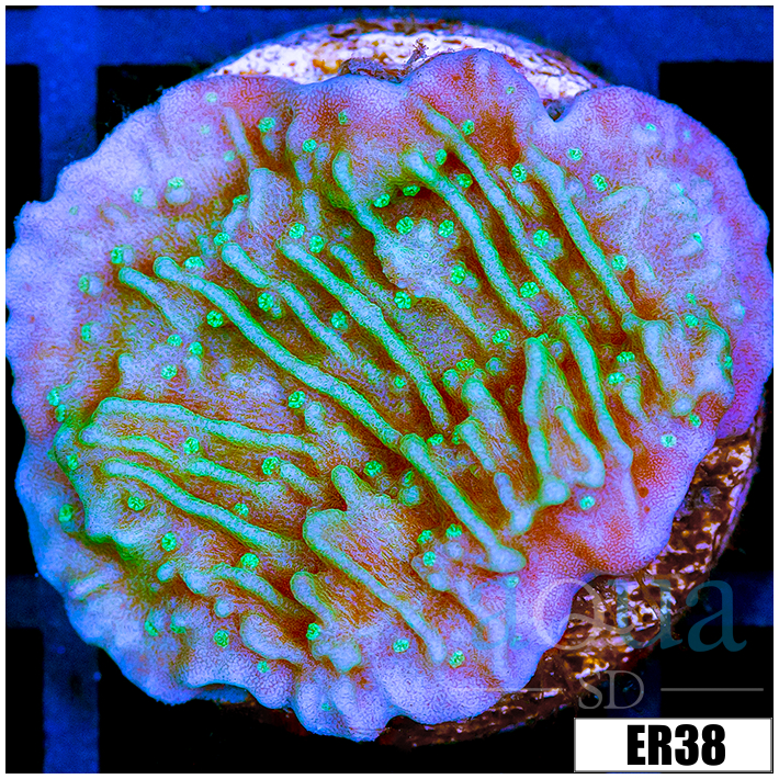 Nuclear Montipora