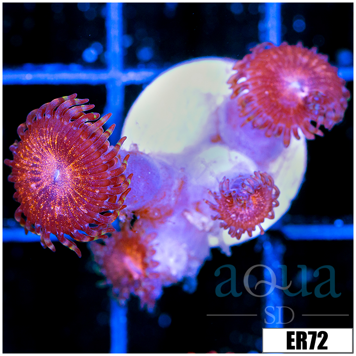 ASD Night Crawler Zoanthids