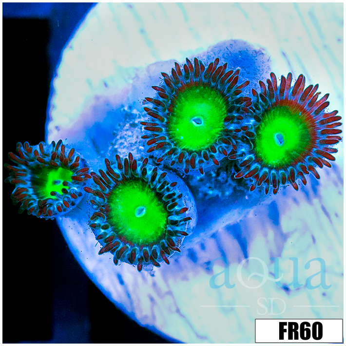 Dragon Eyes Zoanthids