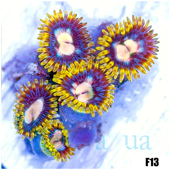ASD Starry Night Zoanthids
