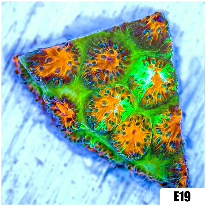 ASD Grafted Cyphastrea
