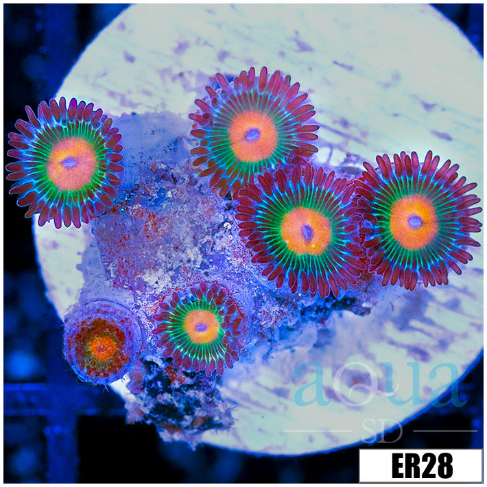 Gator Eyes Zoanthids