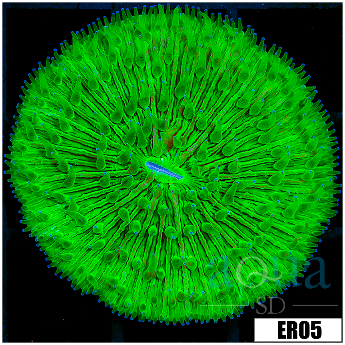Nuclear Plate Coral