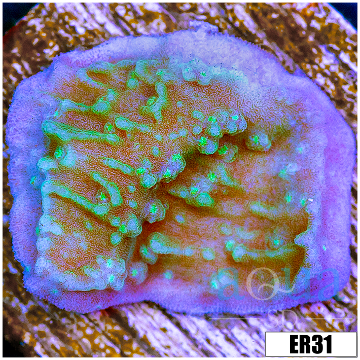 Nuclear Montipora