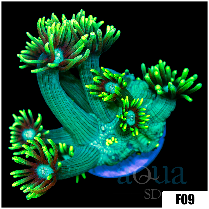 Neon Star Goni