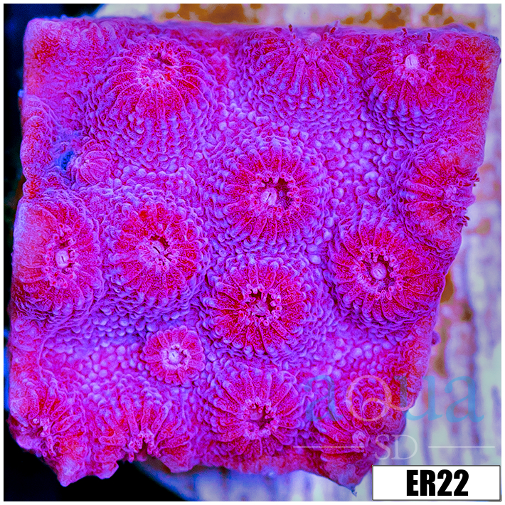 Grape Cyphastrea