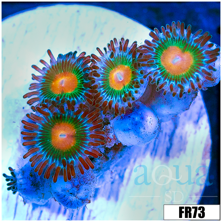 Gator Eyes Zoanthids