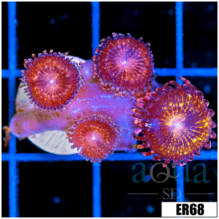 ASD Night Crawler Zoanthids