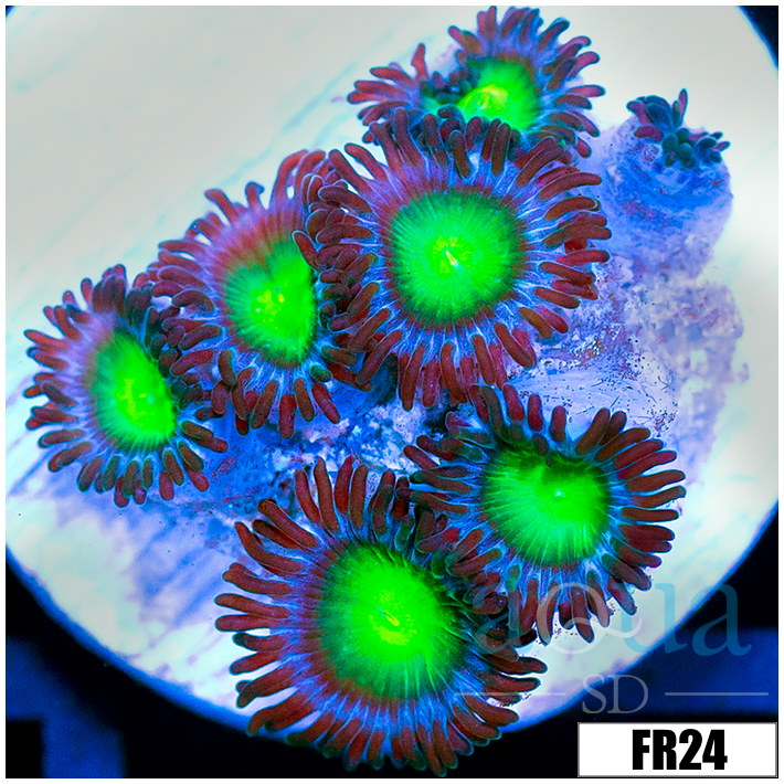 Dragon Eyes Zoanthids