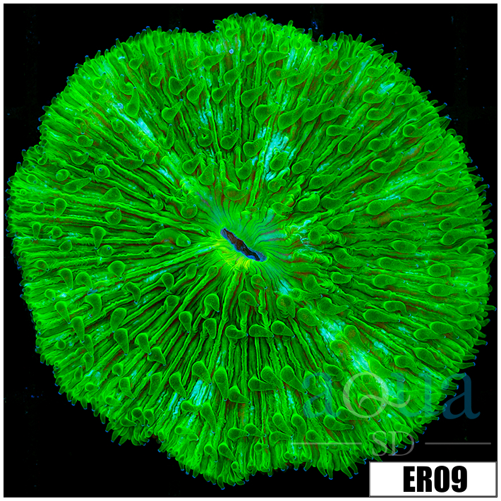 Nuclear Plate Coral