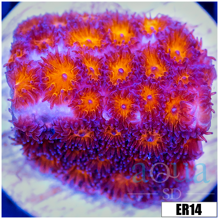 Orenji Eye Leptastrea