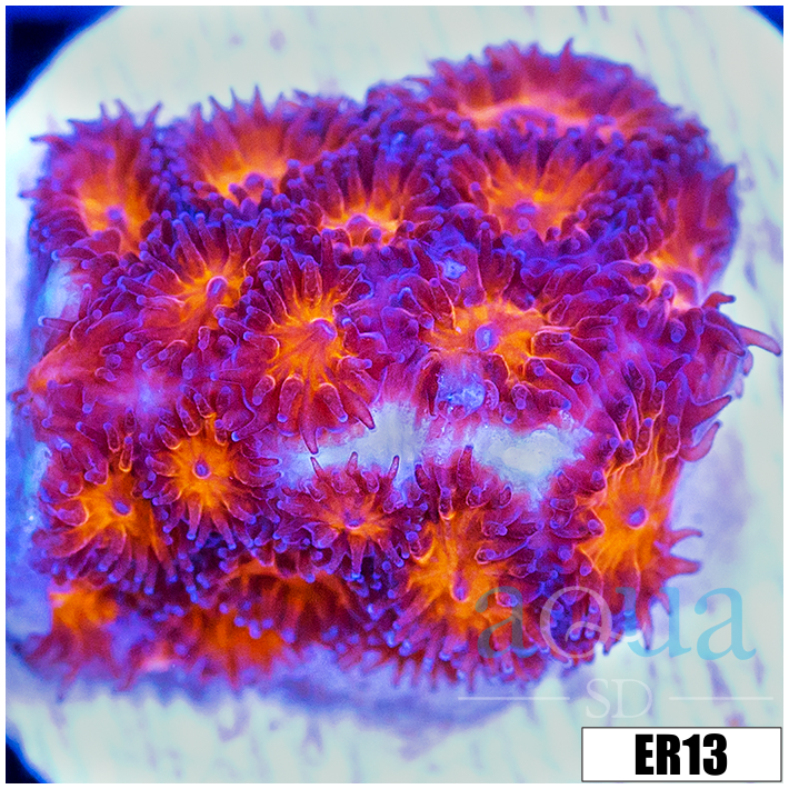 Orenji Eye Leptastrea