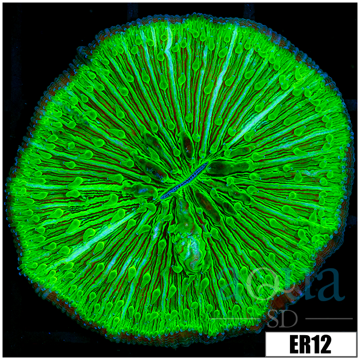 Nuclear Plate Coral