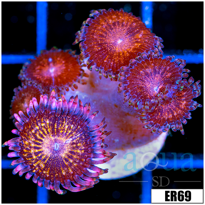 ASD Night Crawler Zoanthids