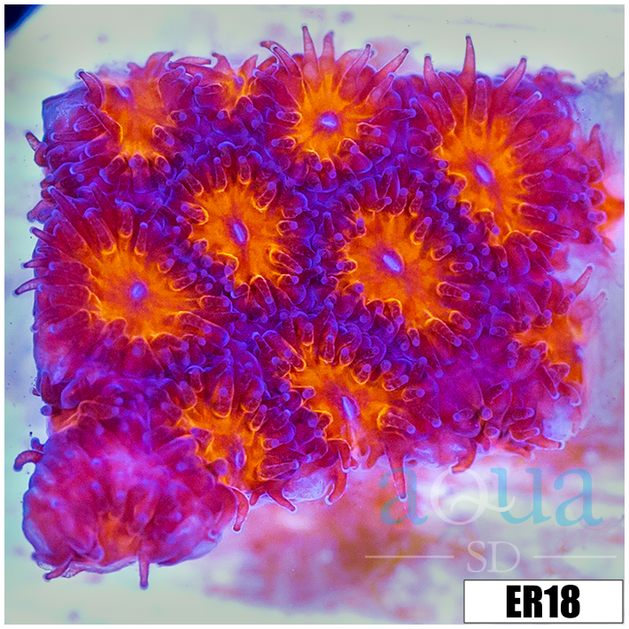 Orenji Eye Leptastrea