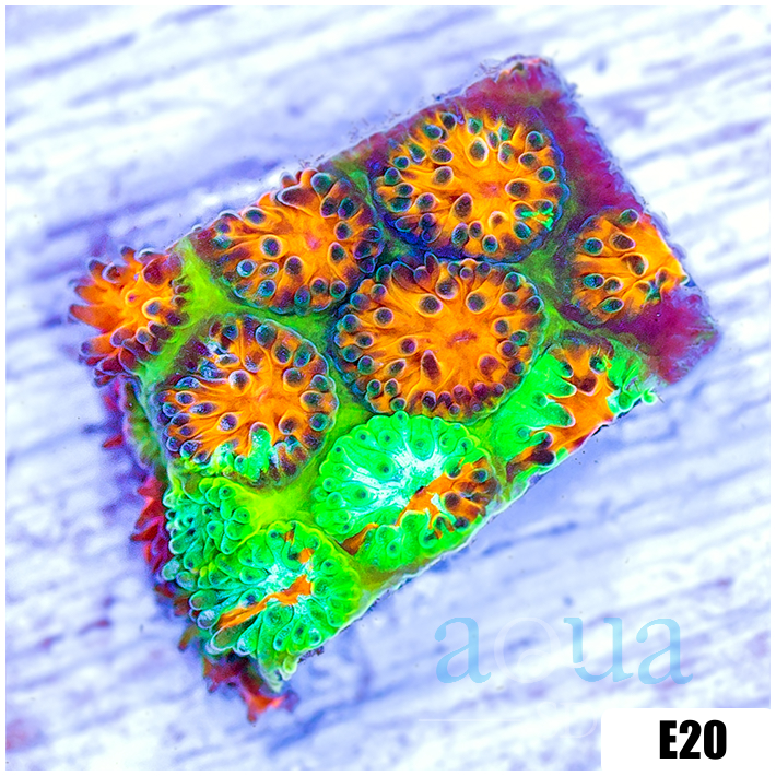 ASD Grafted Cyphastrea