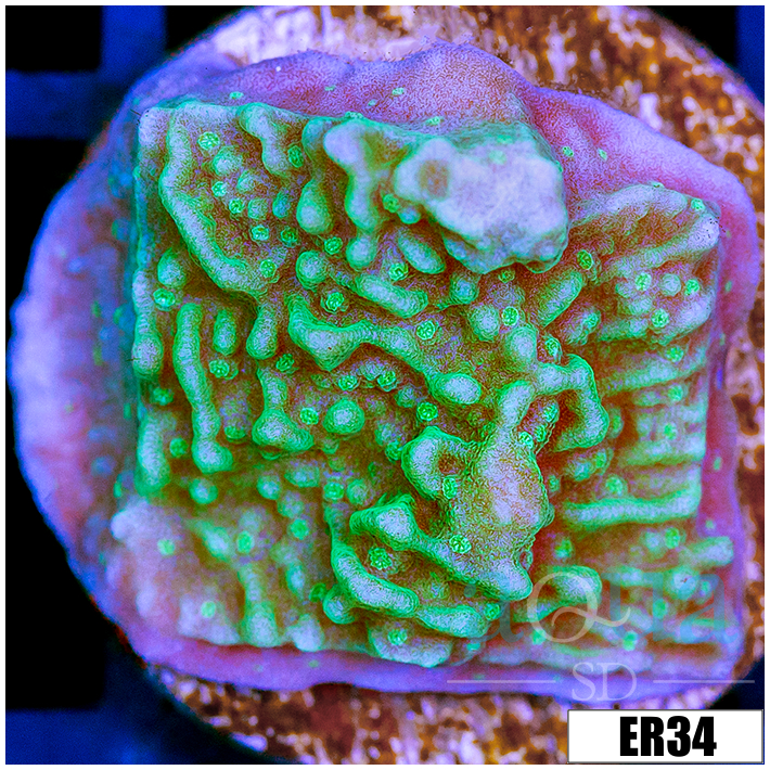 Nuclear Montipora