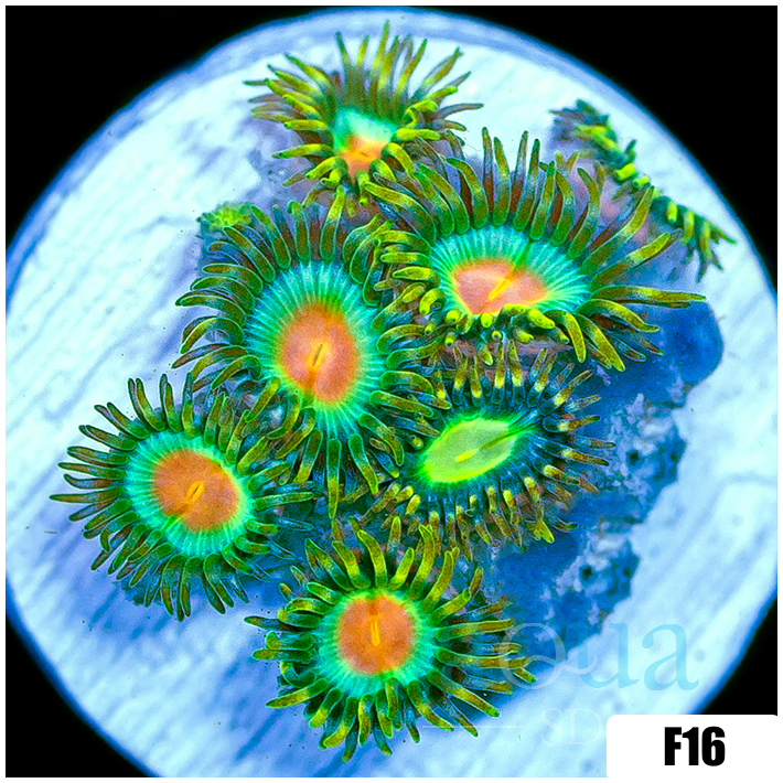 ASD Electric Sunrise Zoanthids