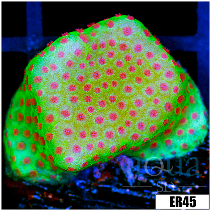 Strawberry Fields Montipora