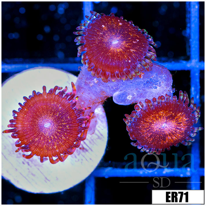 ASD Night Crawler Zoanthids