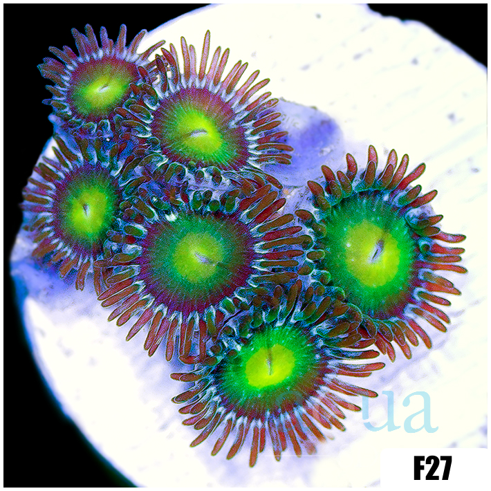 Dragon Eyes Zoanthids