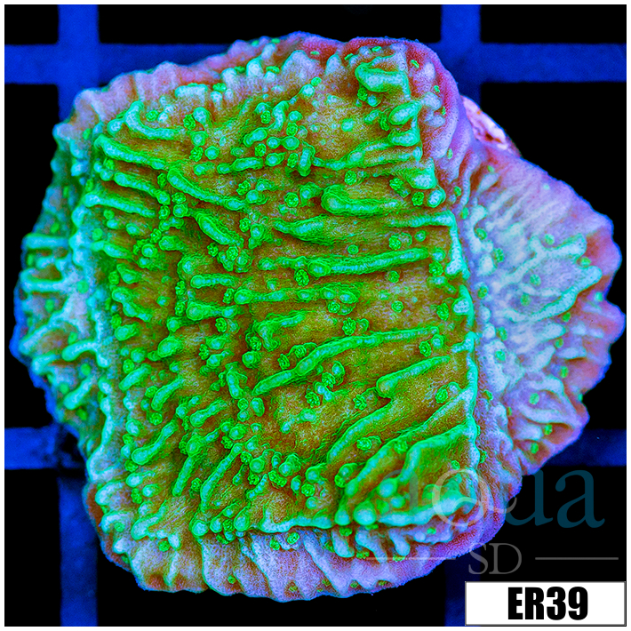Nuclear Montipora