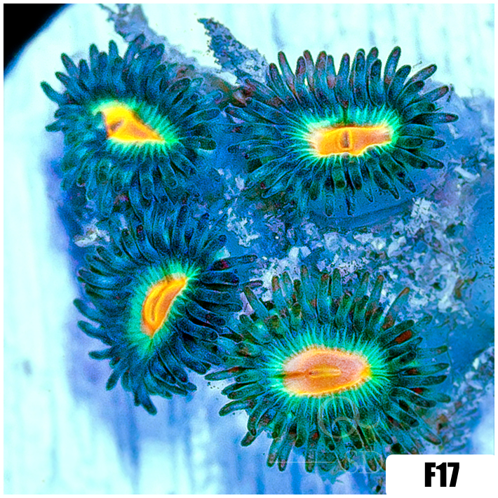 ASD Electric Sunrise Zoanthids