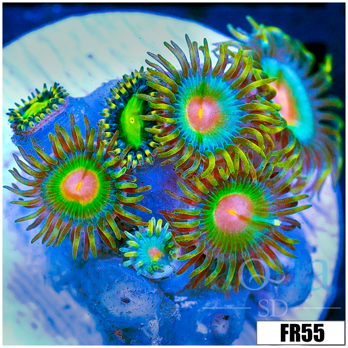 ASD Electric Sunrise Zoanthids