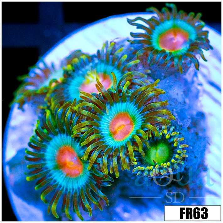 ASD Electric Sunrise Zoanthids