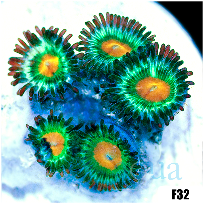 Gator Eyes Zoanthids