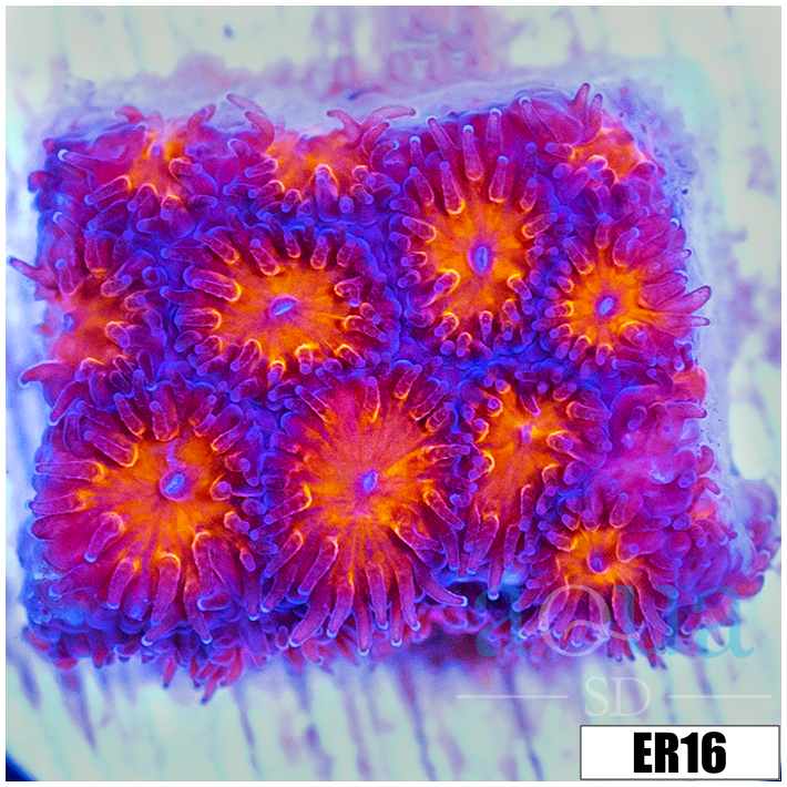 Orenji Eye Leptastrea