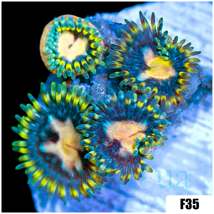 ASD Starry Night Zoanthids