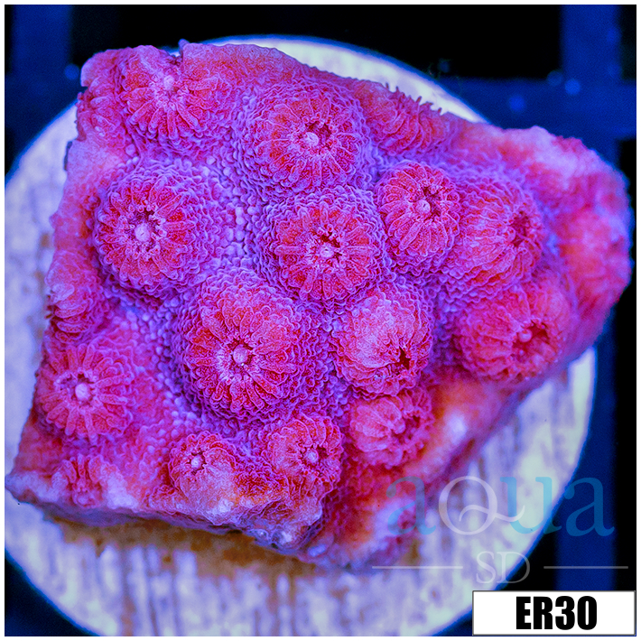 Grape Cyphastrea