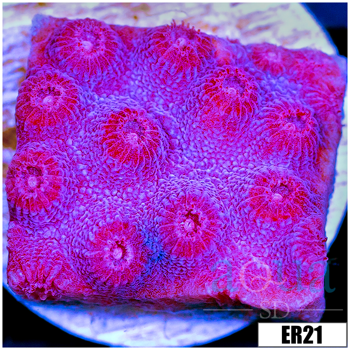 Grape Cyphastrea