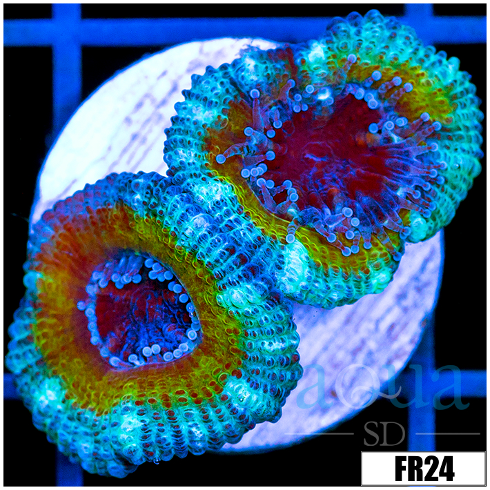 Tropical Blast Acan Lord
