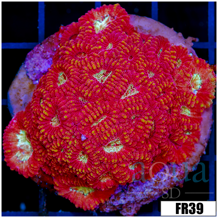 Red Rocket Favia