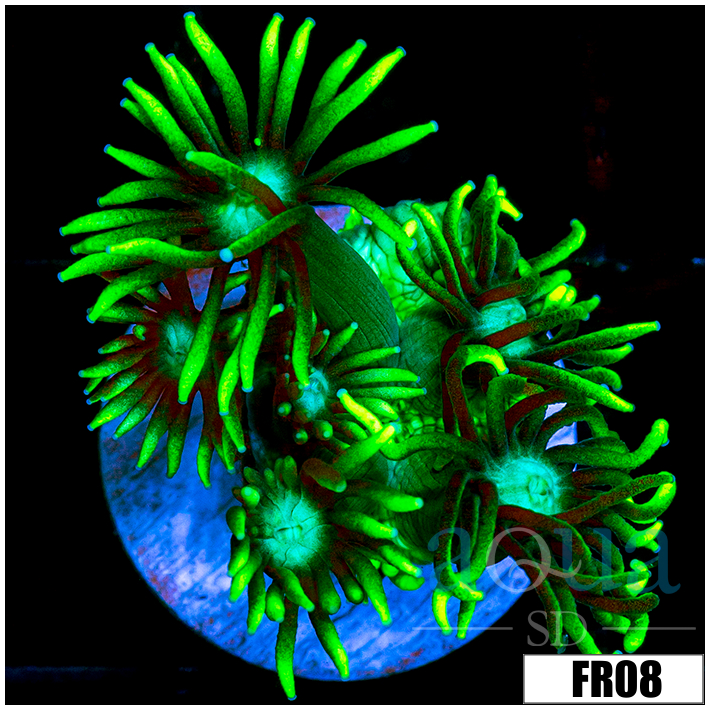 Neon Star Goni