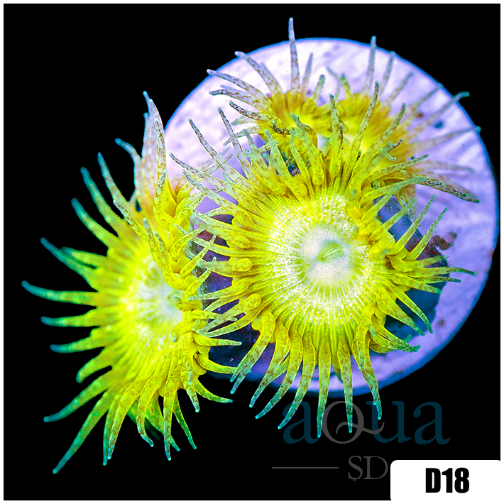 ASD Yellow Glitterbomb Palys
