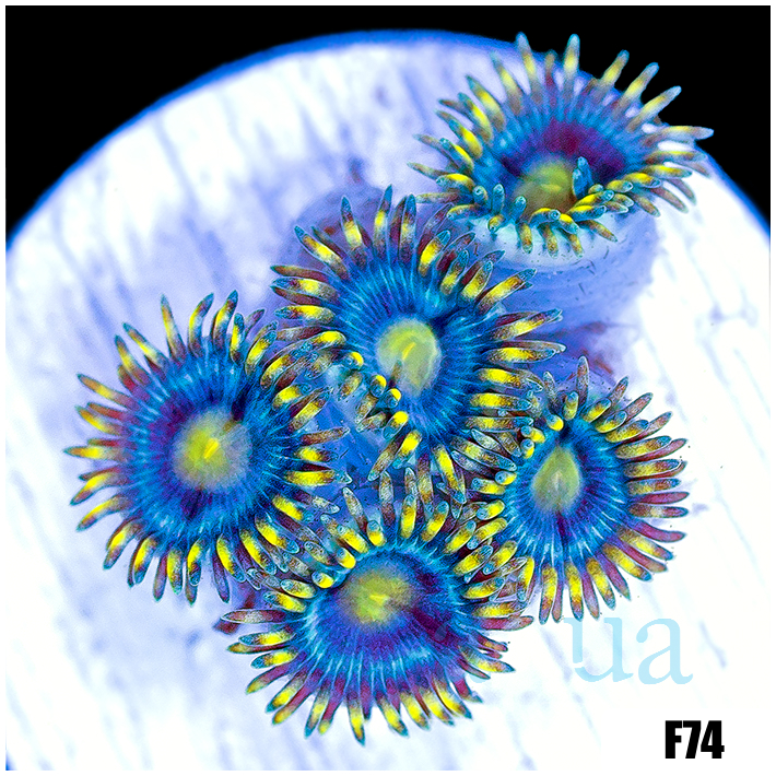 Starry Night Zoanthids