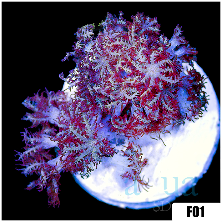 Pulsating Xenia