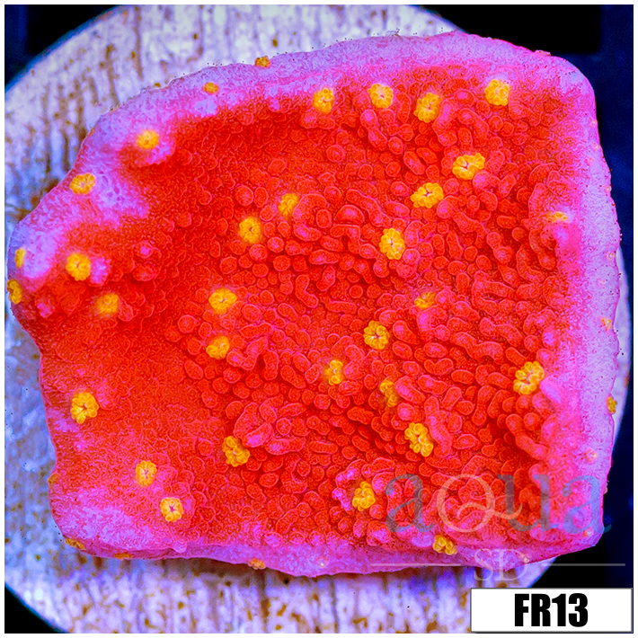 Sunburst Montipora