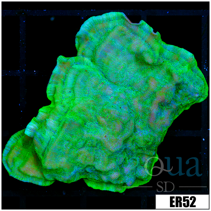 Nuclear Leptoseris Colony