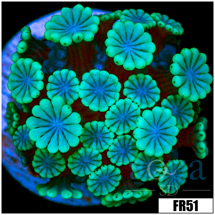 Green Petals Alveopora