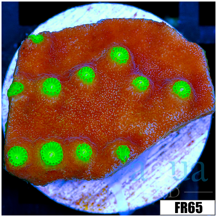 Nuclear Scroll Coral