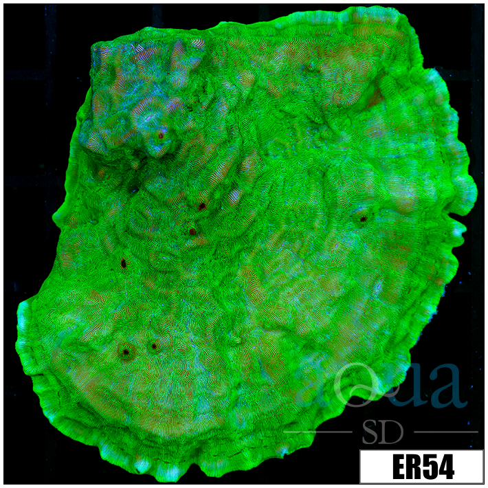 Nuclear Leptoseris Colony