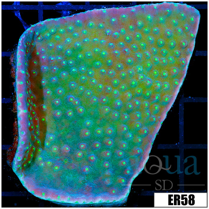Scroll Coral Colony