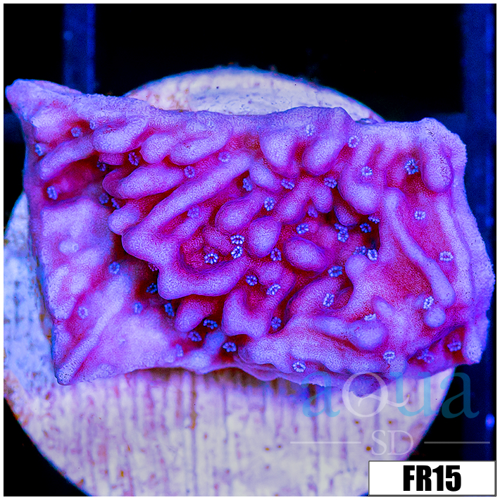 Purple Haze Montipora
